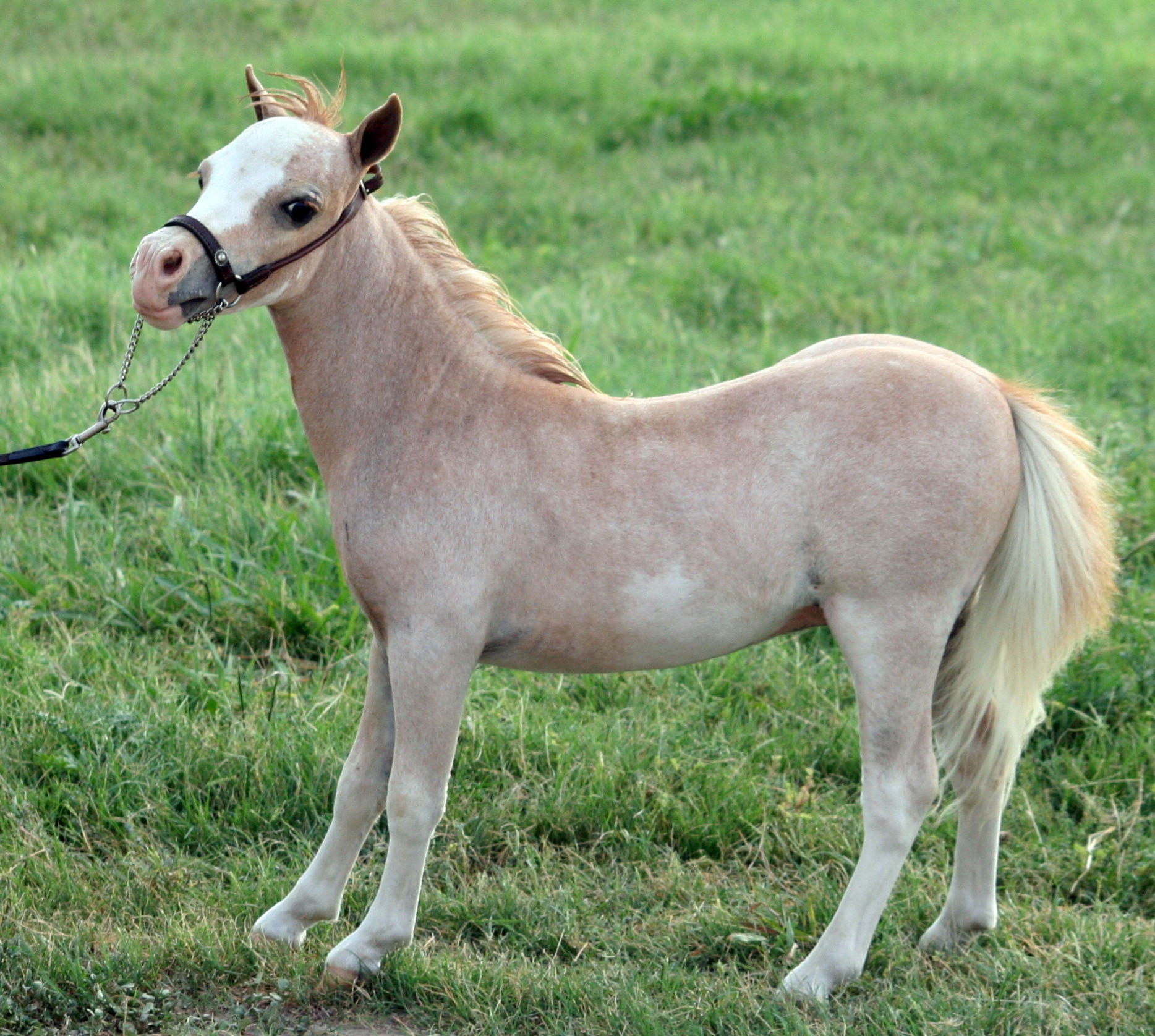 Little America's Overo's Star Rey ⋆ Little America Miniature Horses