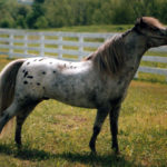 appaloosa mini horse with blaze face on grass stallion