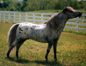 appaloosa mini horse with blaze face on grass stallion