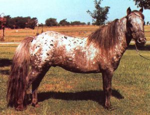 appaloosa mini horse on grass stallion