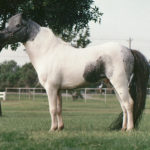 pintaloosa mini horse on grass stallion