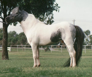 pintaloosa mini horse on grass stallion