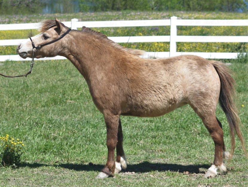 miniature mini horse