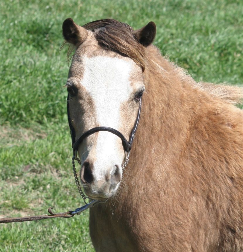 Little America’s Overo’s Silveretta ⋆ Little America Miniature Horses