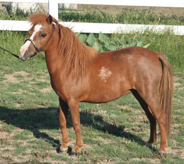 sorrel mini horse with blaze