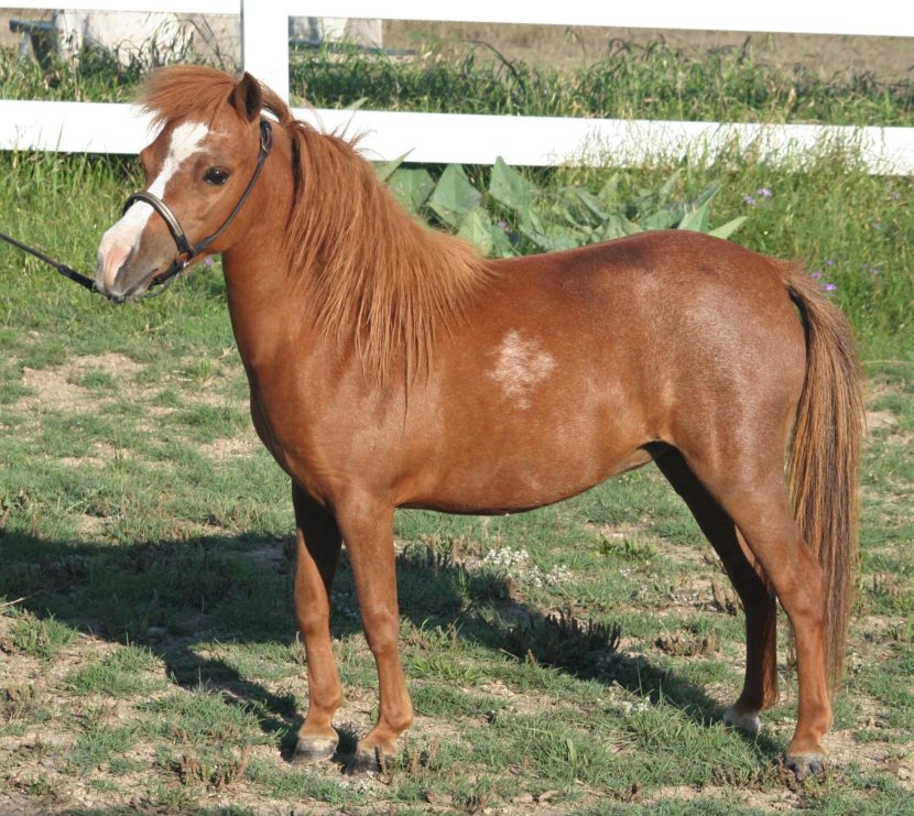 sorrel mini horse with blaze