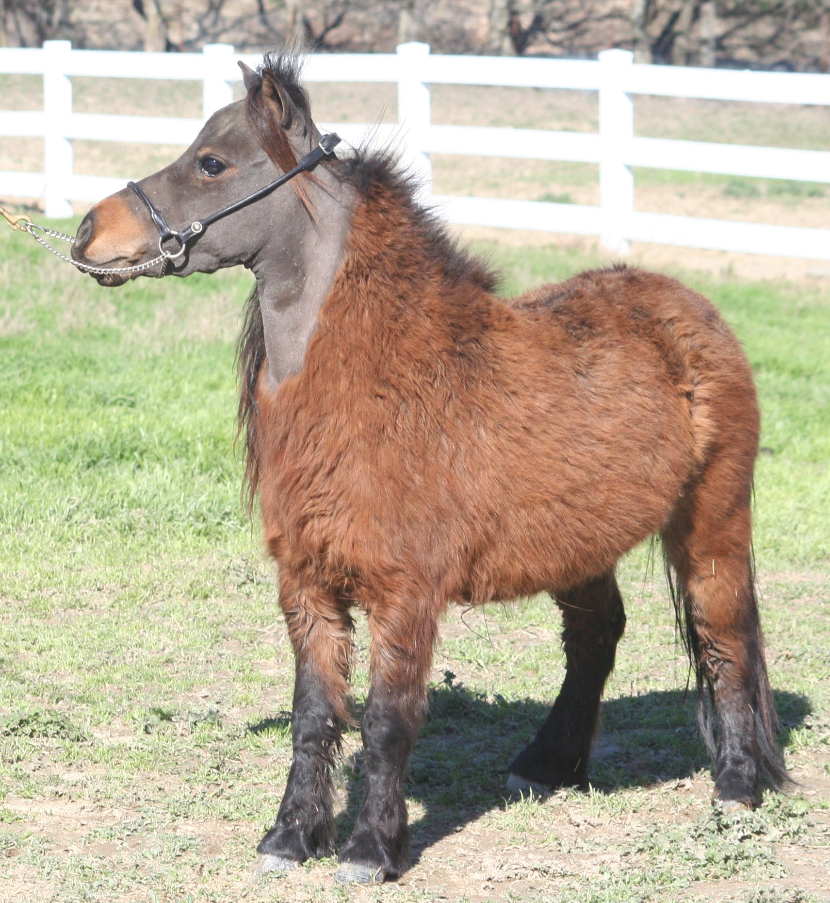 Little America's Overo's Tiny Easter ⋆ Little America Miniature Horses