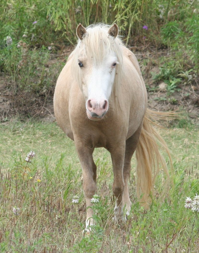 mini horse