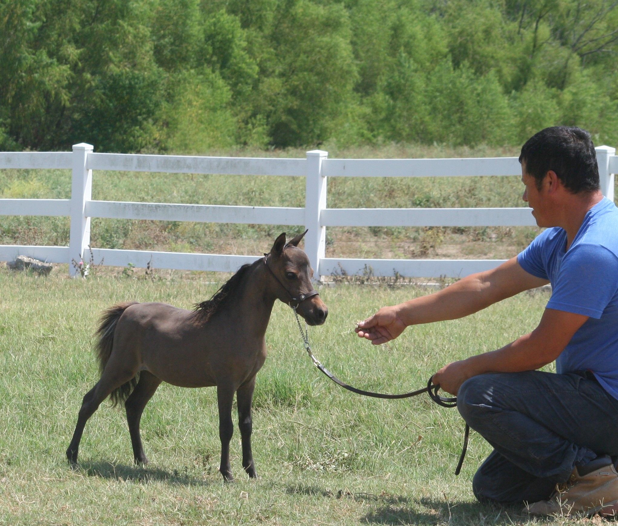 Little America’s Overo’s Tiny Easter ⋆ Little America Miniature Horses