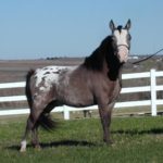 appaloosa mini horse with blaze face on grass stallion