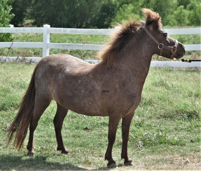 roan mini horse