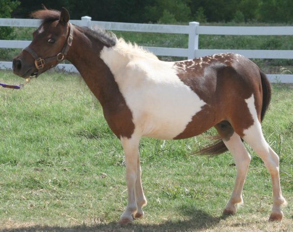 pinto mini horse