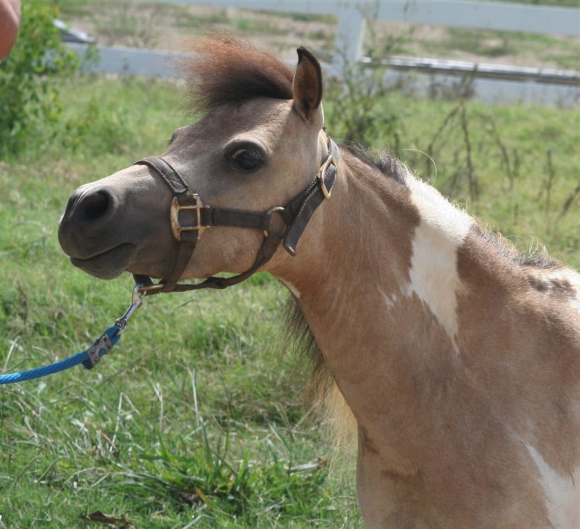 pinto mini horse