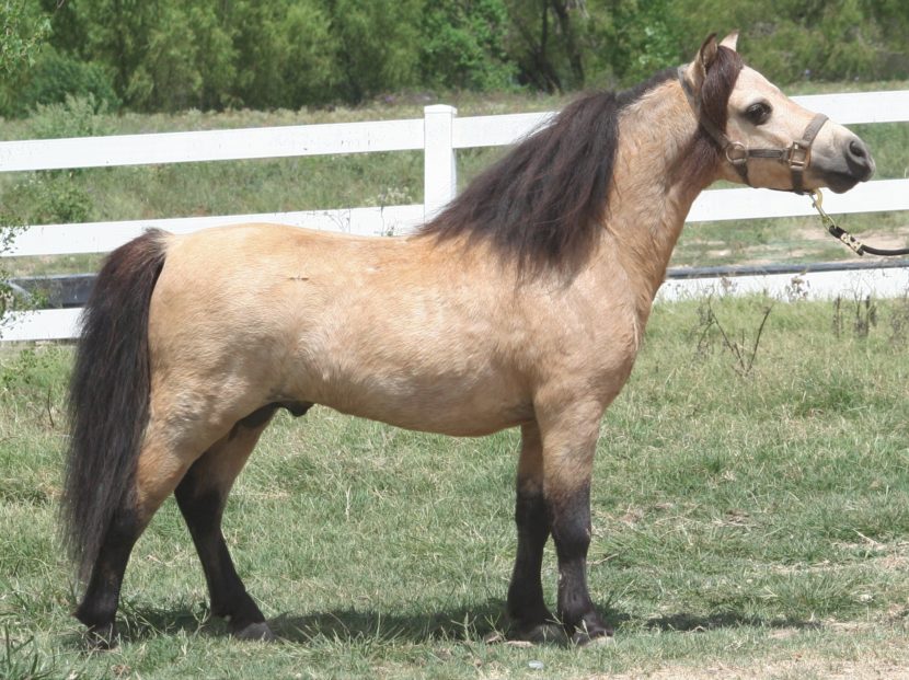 buckskin mini horse