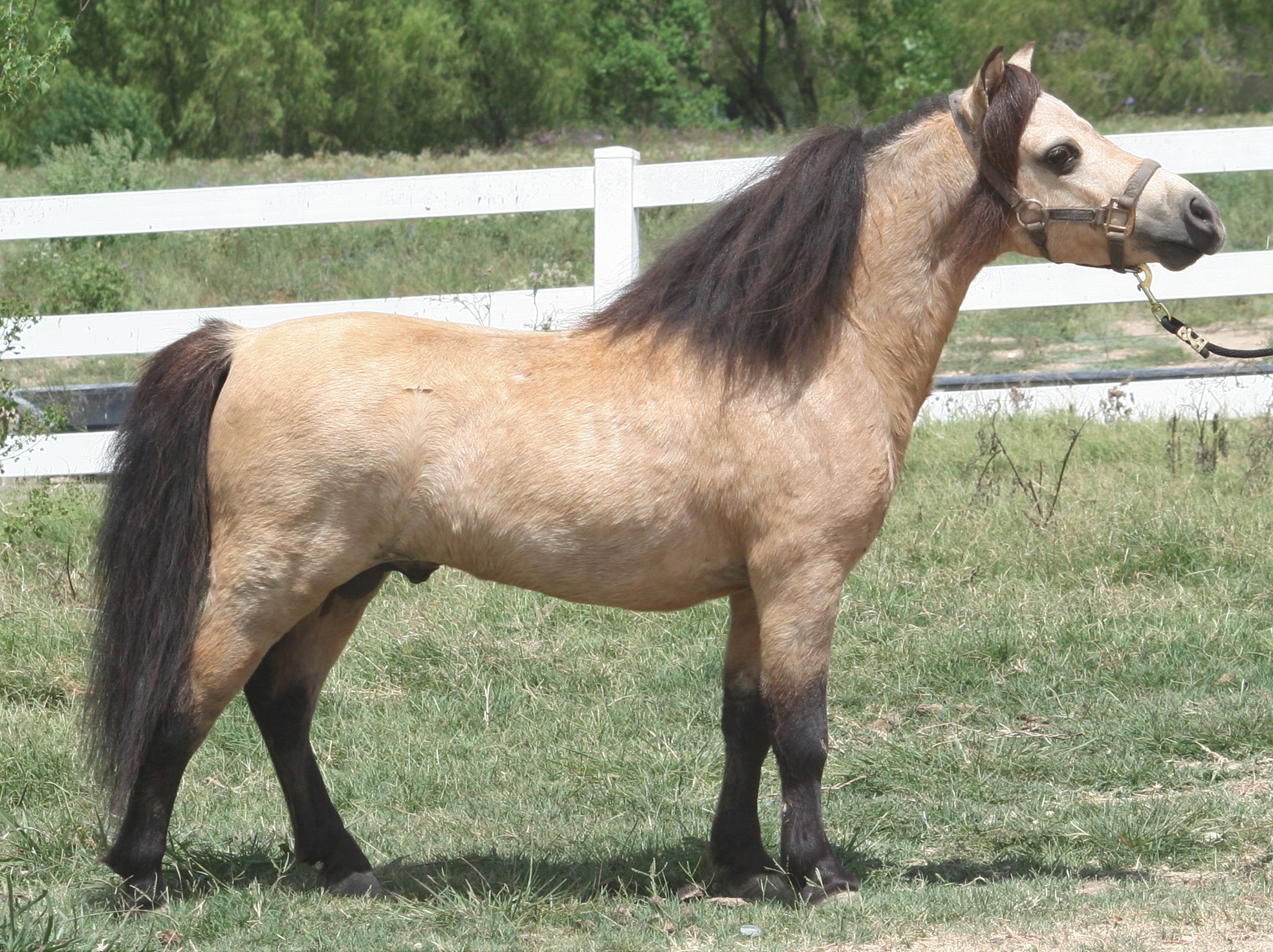Mimi stallion