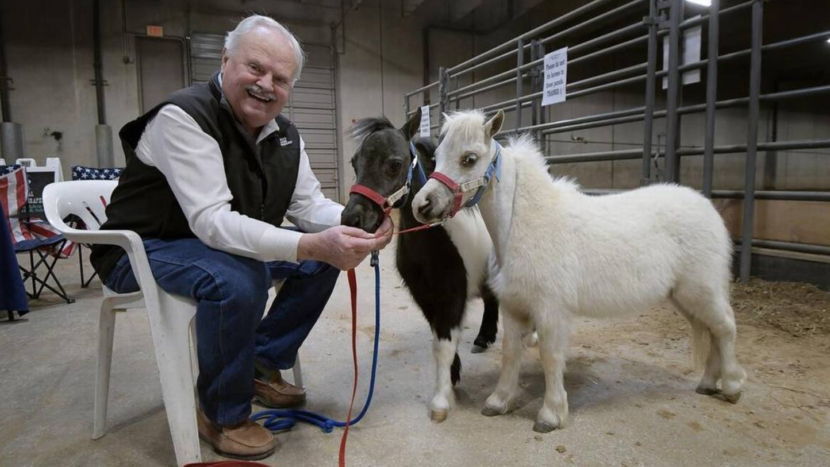 Tony Greaves with two miniature horses
