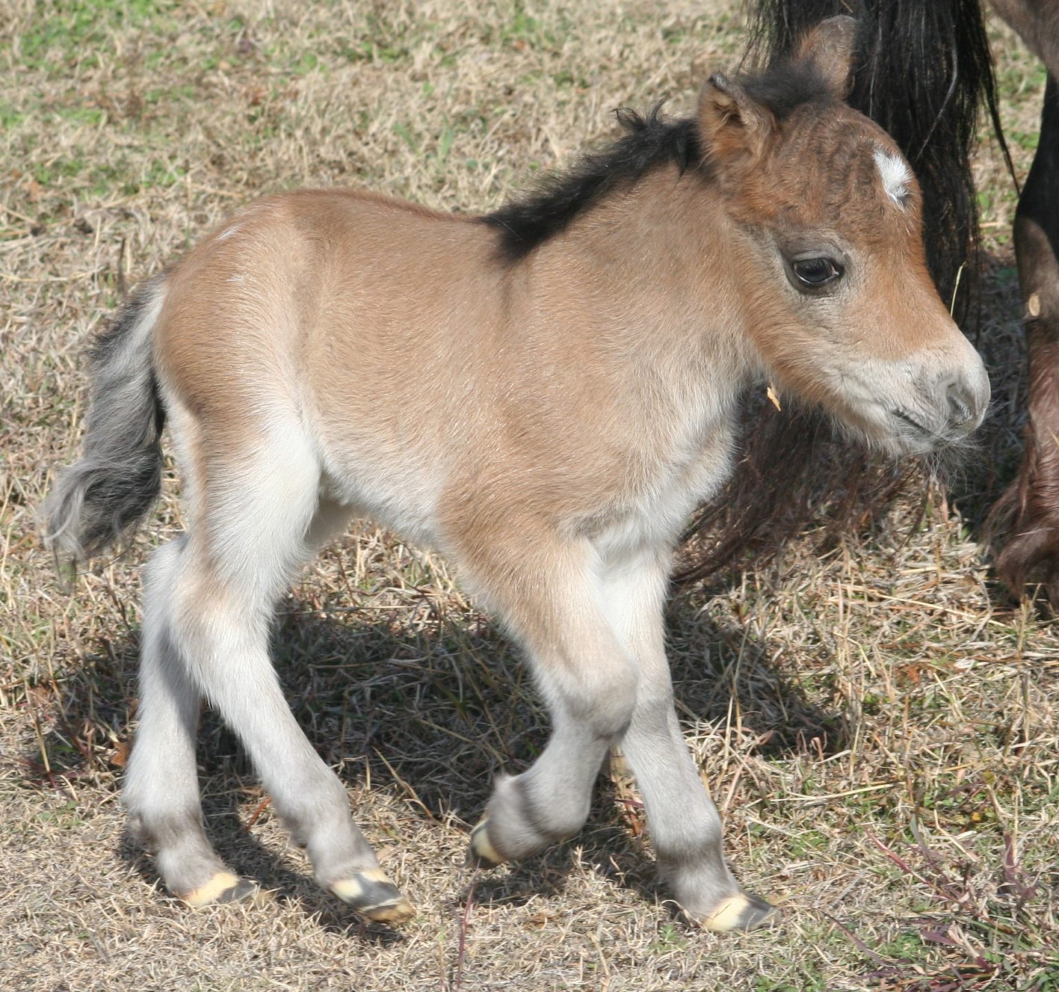 Foals ⋆ Little America Miniature Horses