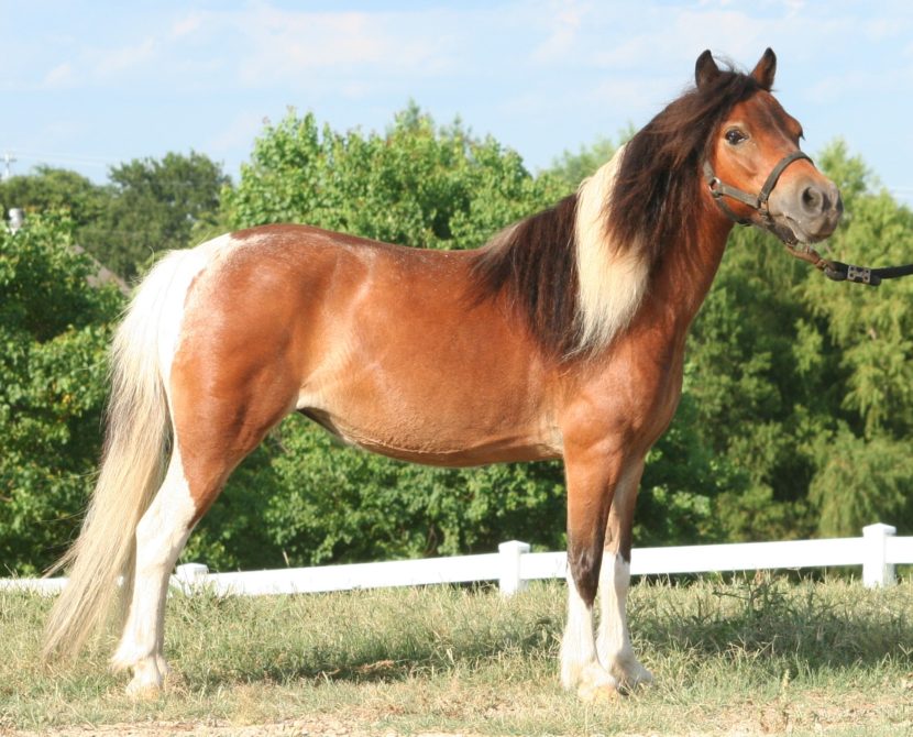 Mares ⋆ Little America Miniature Horses