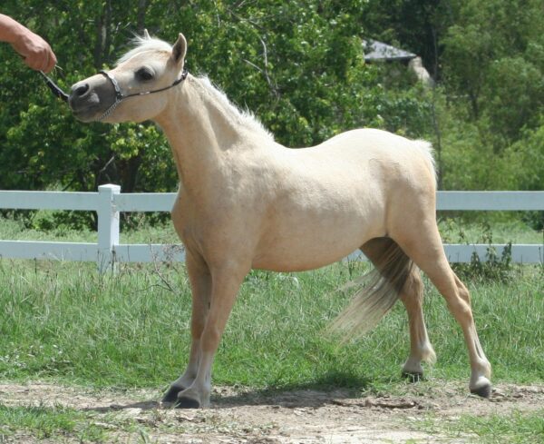 Little America’s PQ Angelic