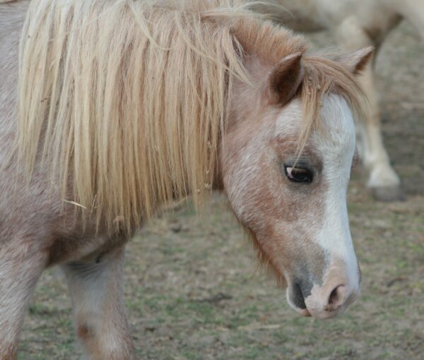 Little America’s PQ Starwen