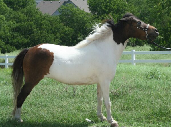 Little America’s My Premier