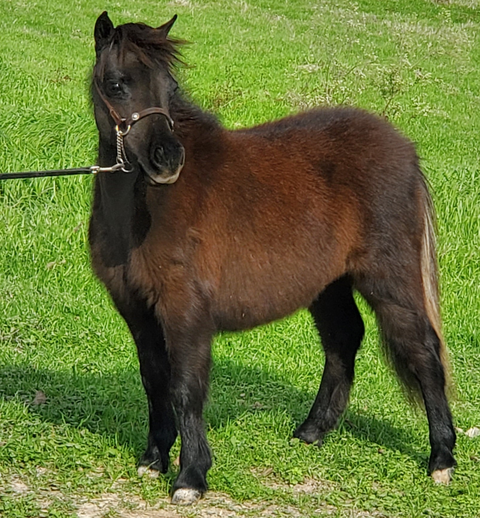 little-america-s-guinness-nova-little-america-miniature-horses