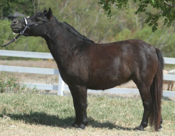 Little America’s Guinness Nova