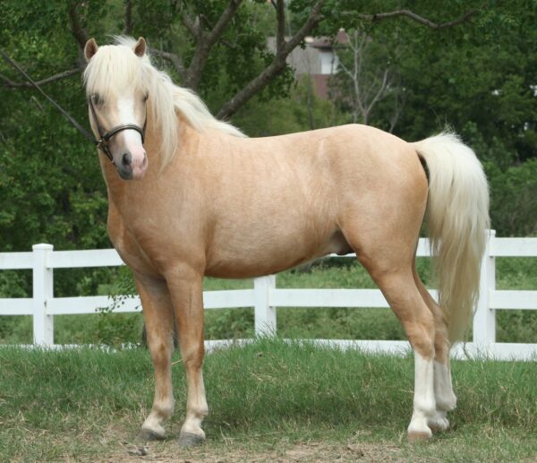 Little America’s Guinness Medallion