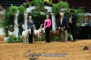 2024 Reserve World 'Champion Get of Sire