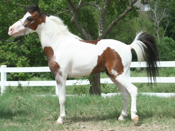 Little America’s Guinness King o’ th’ Ring