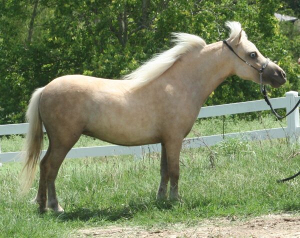 Little America’s Idol’s PQ Petite