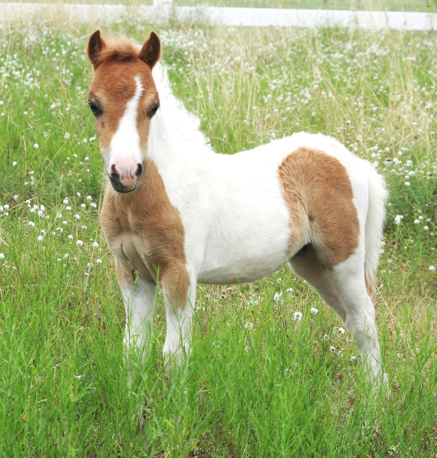 Mini Filly Fillies ⋆ Little America Miniature Horses