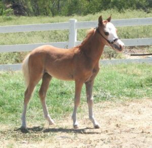 Horses – Little America Miniature Horses