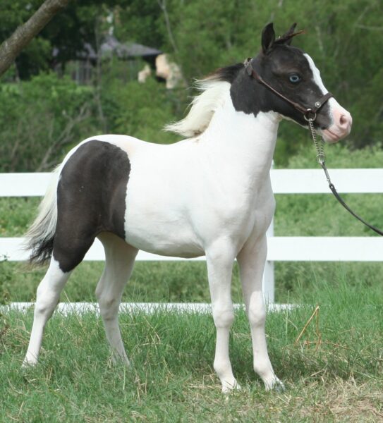 Little America’s Renegade Miss Movil