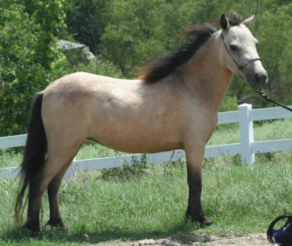 Little America’s Guinness Buttermilk