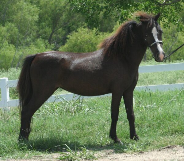 Little America’s SW Scarlet Storm