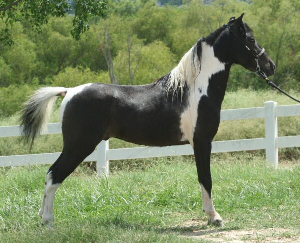 Little America’s Renegade Renowned