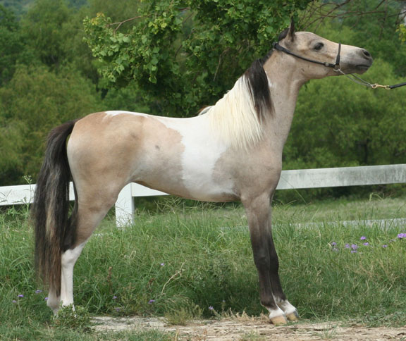 Little America’s Miss Dream Dynomite