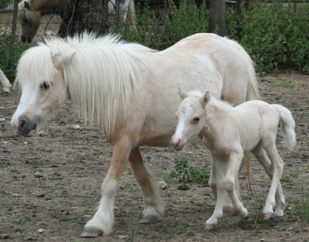 Little America’s Guinness Monticello ⋆ Little America Miniature Horses