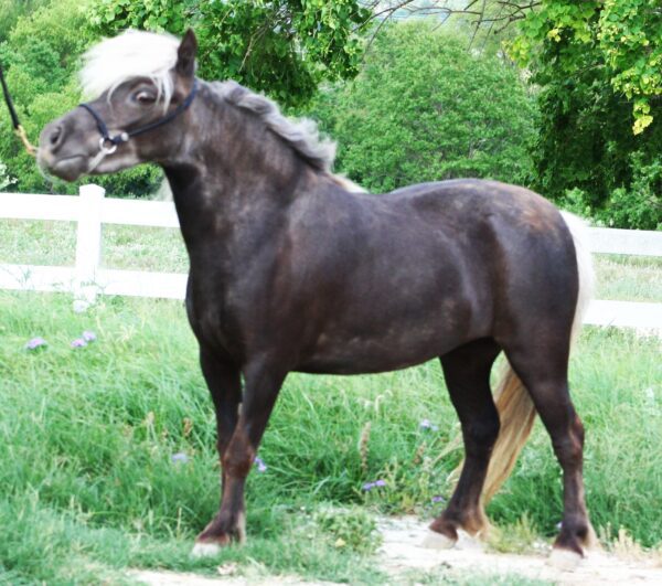 Little America’s Ms Silver Cloud