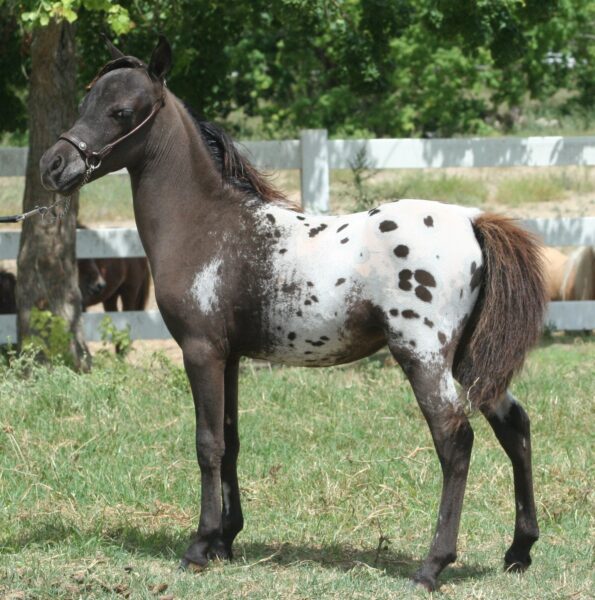 Little America’s My Hallelujah – sale pending