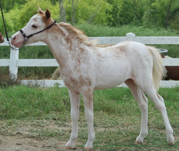 Little America’s Boogie’s Jubilation