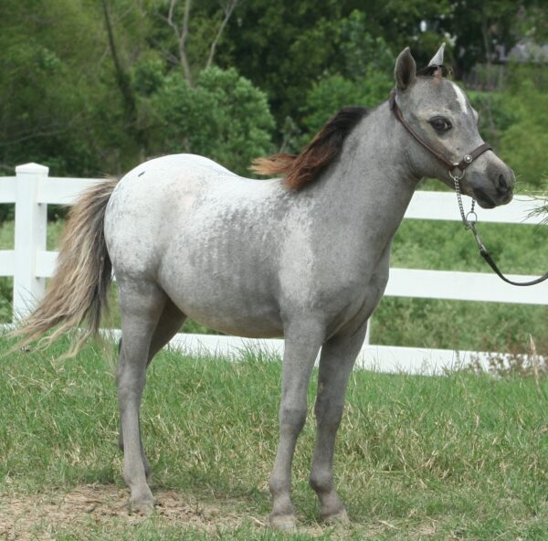 Little America’s M L S Sparrow