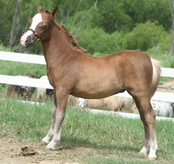 Little America’s Guinness GoodFriday