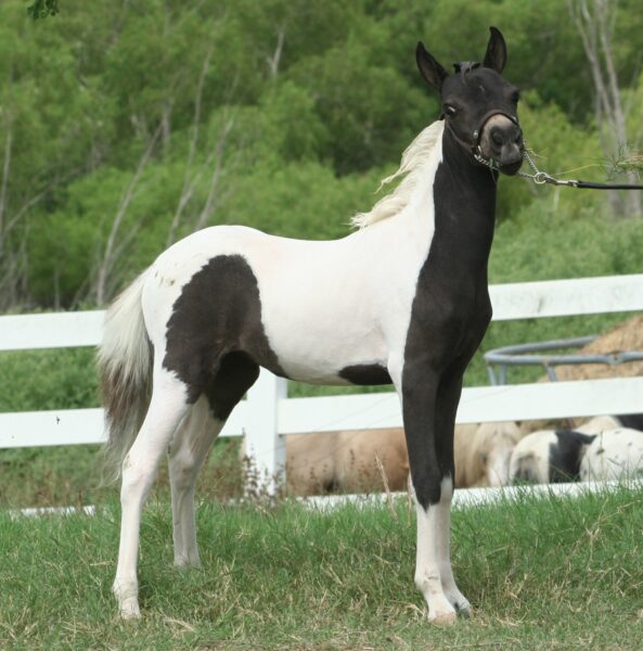 Little America’s Secret’s Rosalina