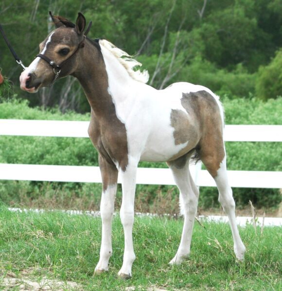 Little America’s Secret’s Fast Time