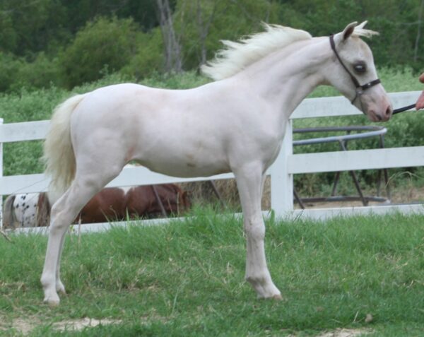 Little America’s Skip’s Presto