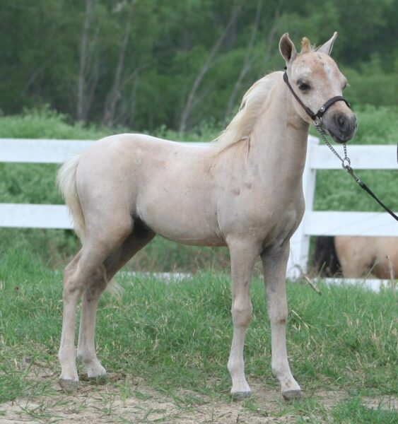 Little America’s BoleroDream Along