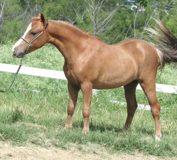 Little America’s Guinness GoodFriday