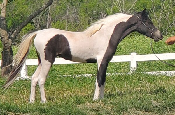 Little America’s Secret’s Rosalina